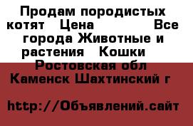 Продам породистых котят › Цена ­ 15 000 - Все города Животные и растения » Кошки   . Ростовская обл.,Каменск-Шахтинский г.